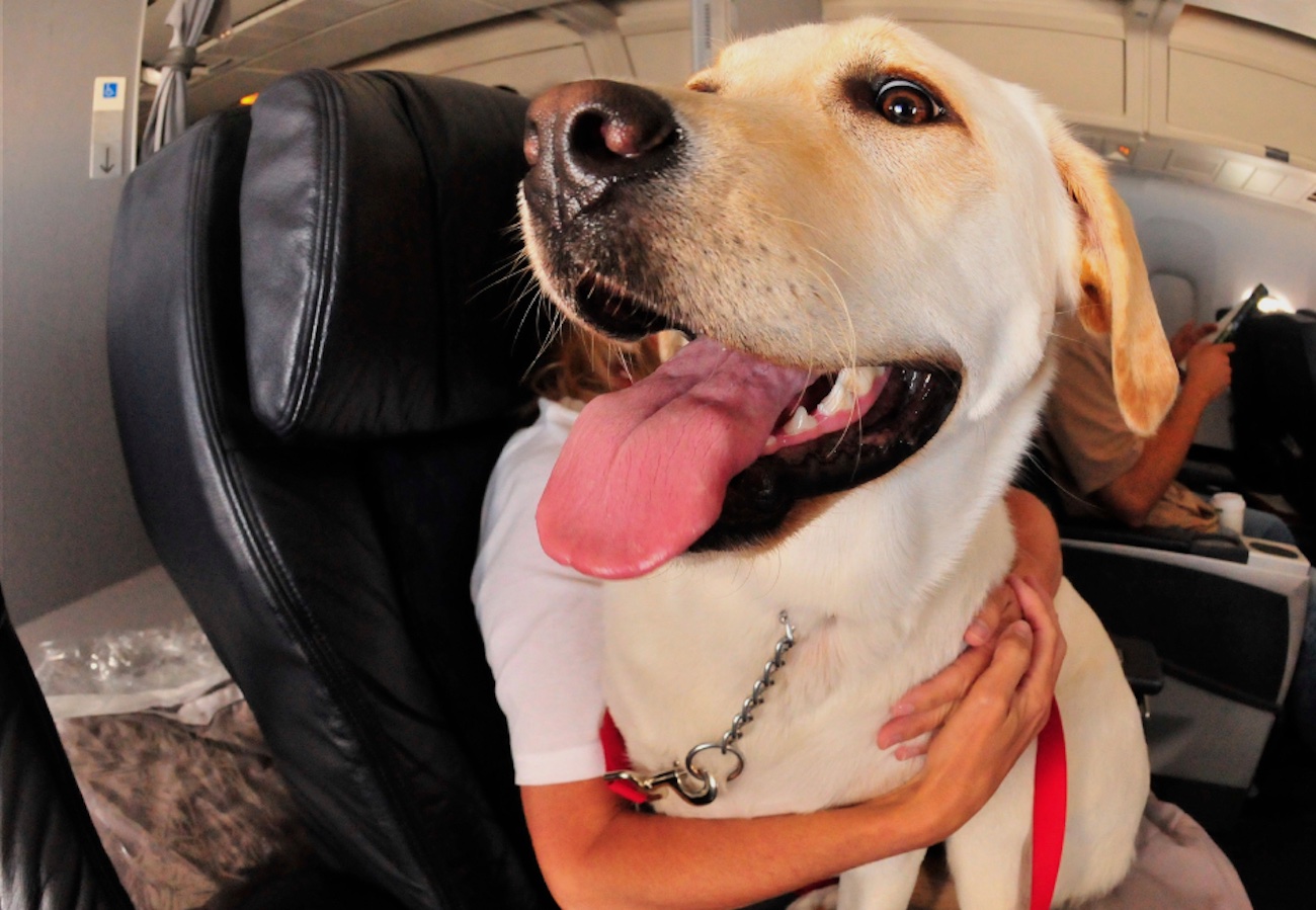 STJ libera companhias aéreas para barrar animais de suporte emocional: donos de pets protestam!