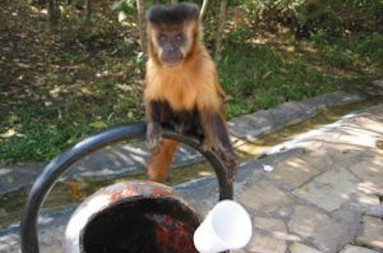 Interação e comida oferecida por visitantes ameaçam primatas do Parque Nacional de Brasília