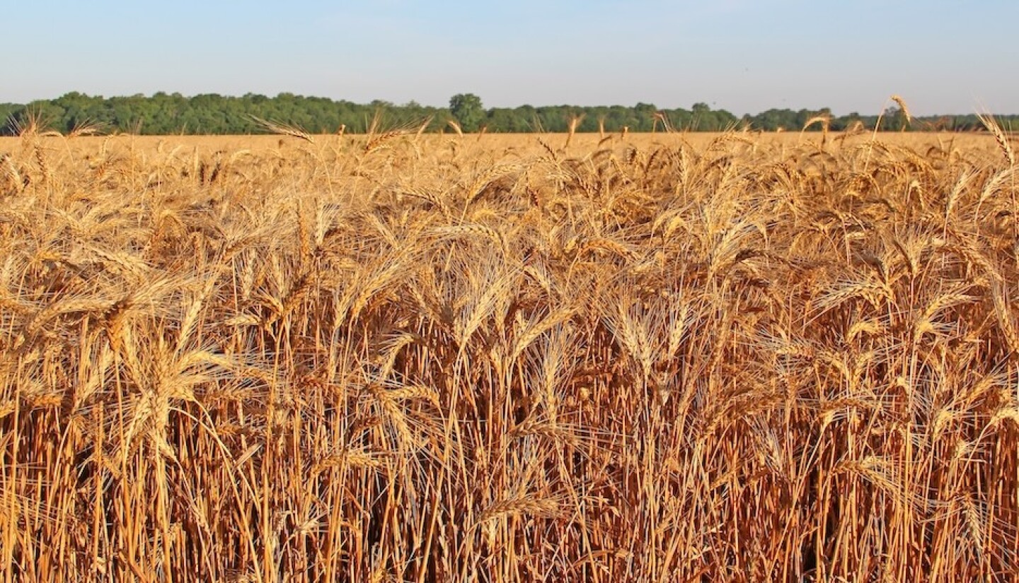 WHEAT ALEX HARRELL.JPG