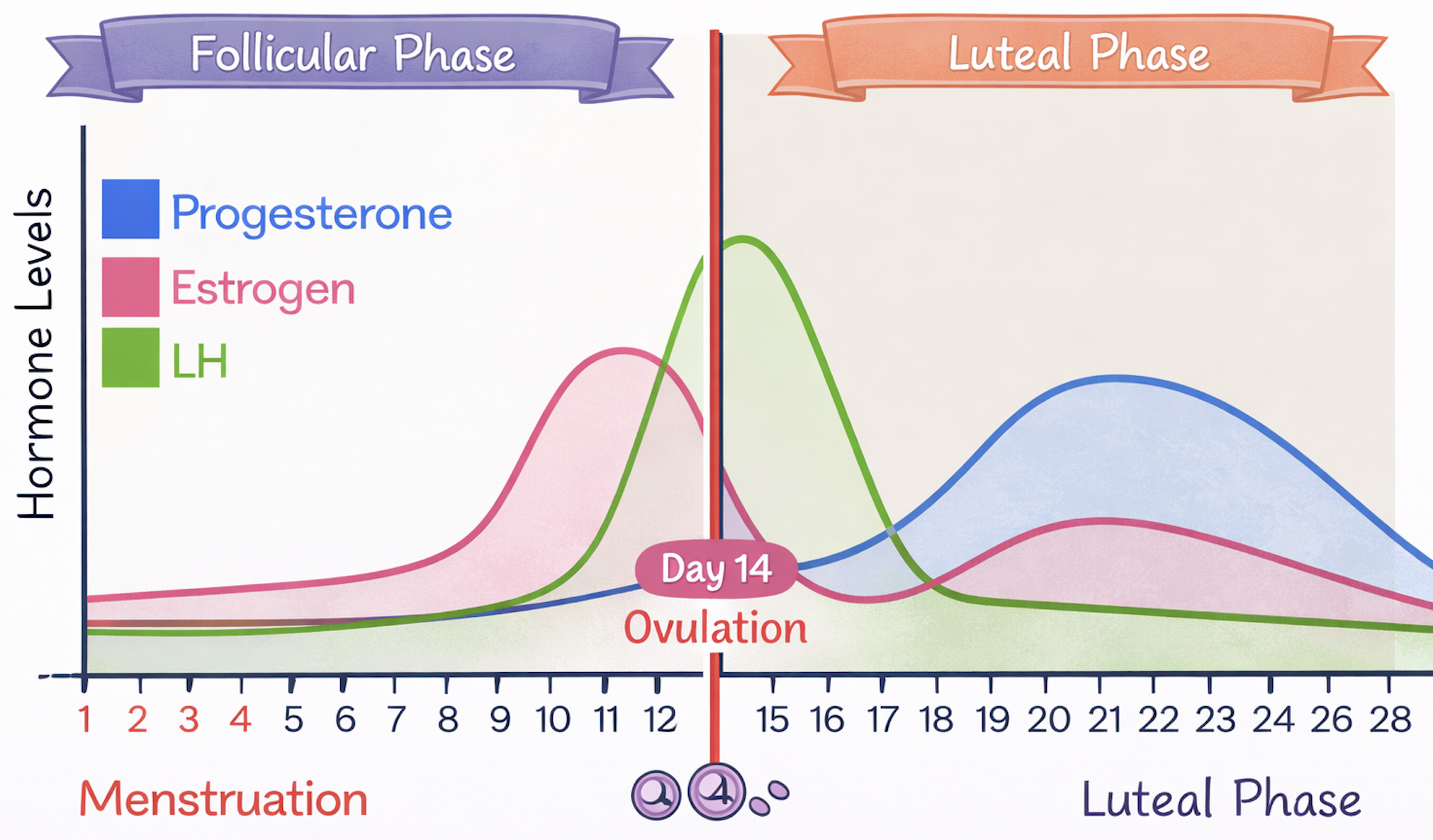Why Histamine Goes Off the Rails in Perimenopause