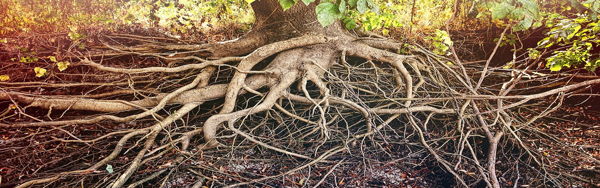 PUTTING DOWN ROOTS - part 1 - by Joe Seals