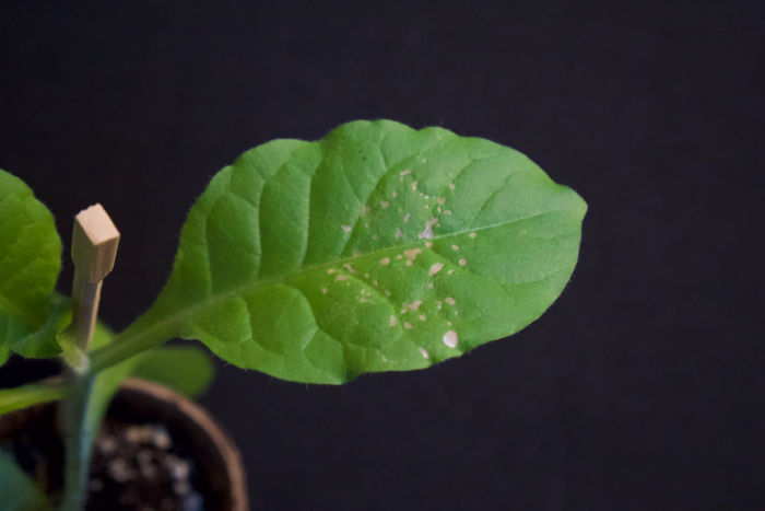 Photo d'une feuille de tabac avec des tâches blanche indiquant une réaction à l'ozone