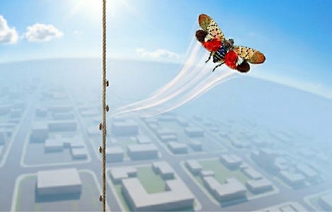 March of the Lantern Flies