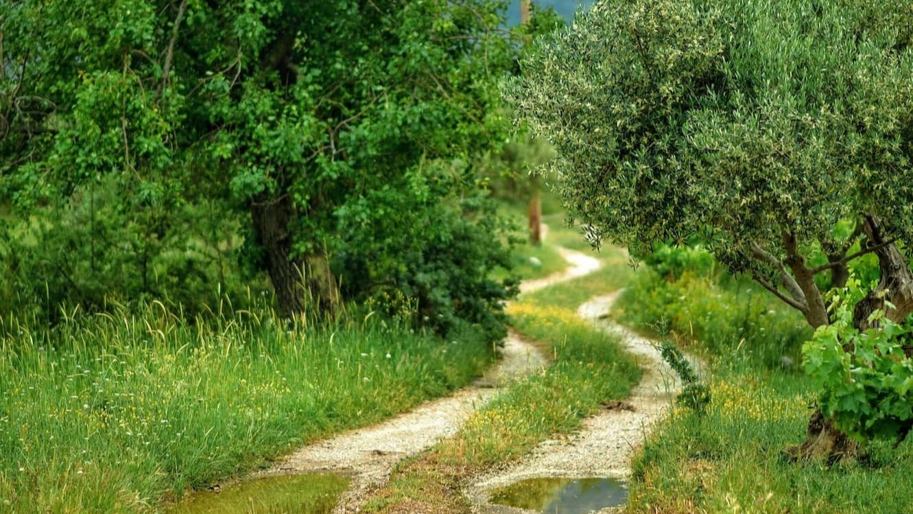 The Road to Paradise