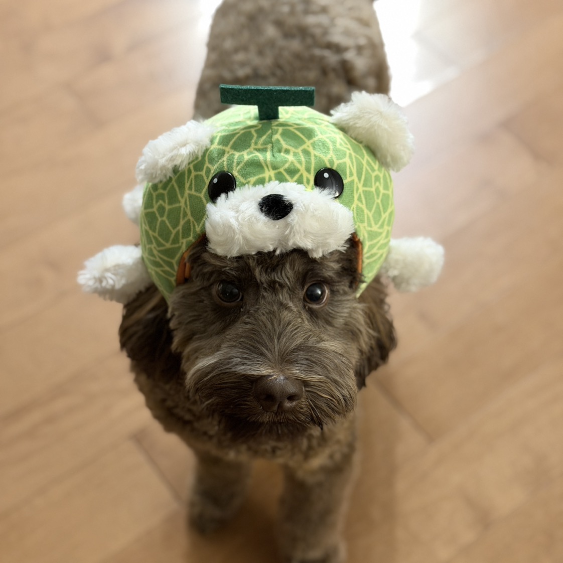 聯合健康集團#UNH Q2 財報分析- 大叔美股筆記Uncle Stock Notes