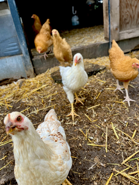 Group of white and light brown chickens.
