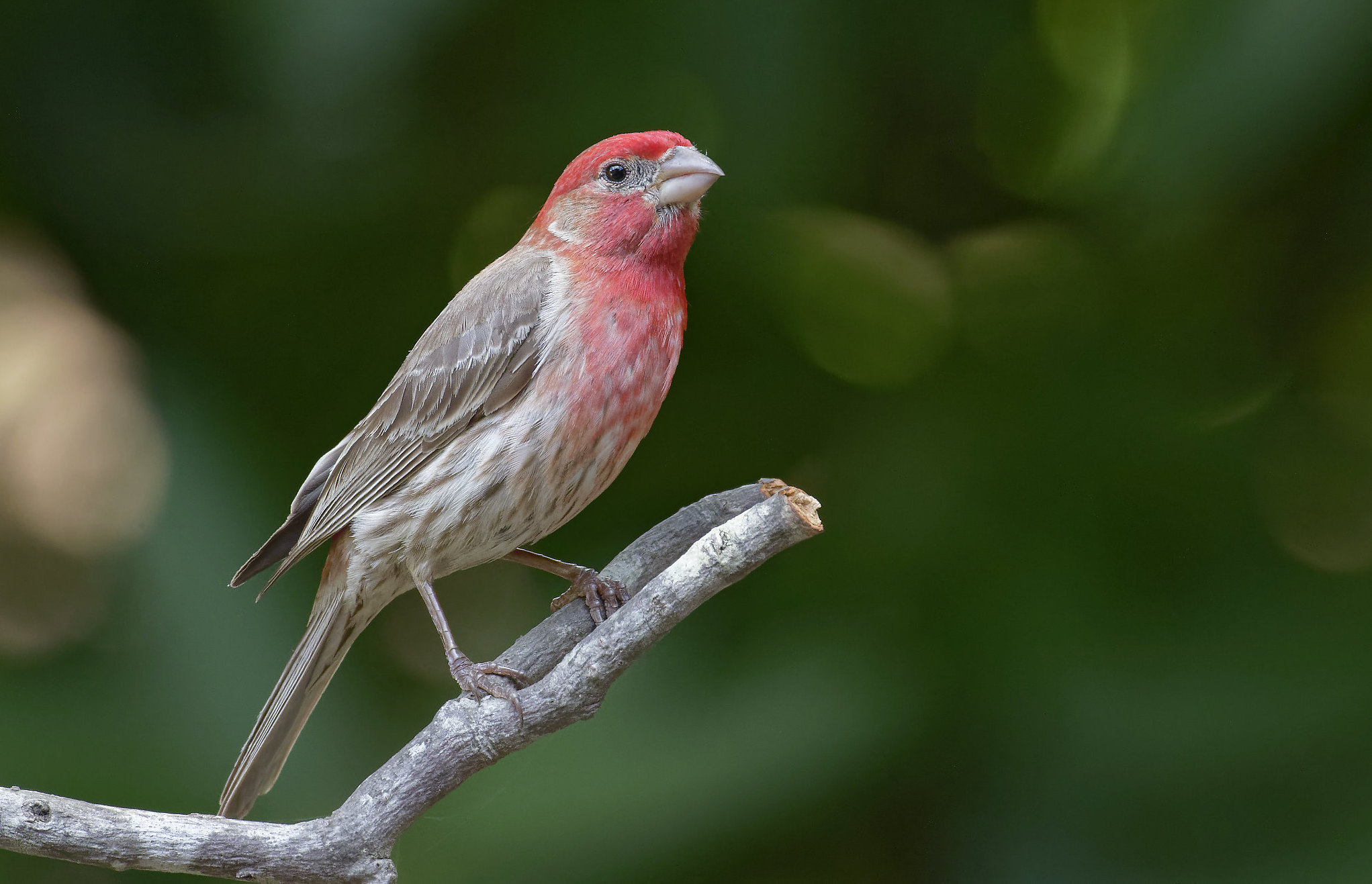 a house finch perched on a branch. it is a sparrow-sized perching bird with a large beak like other finches. in color it is mostly a streaky brown like a sparrow, but it's head is red, brighter on top and bleeding into the brown of its chest.
