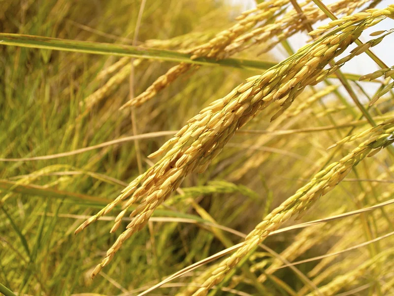 Are global harvests keeping pace in a warming world?