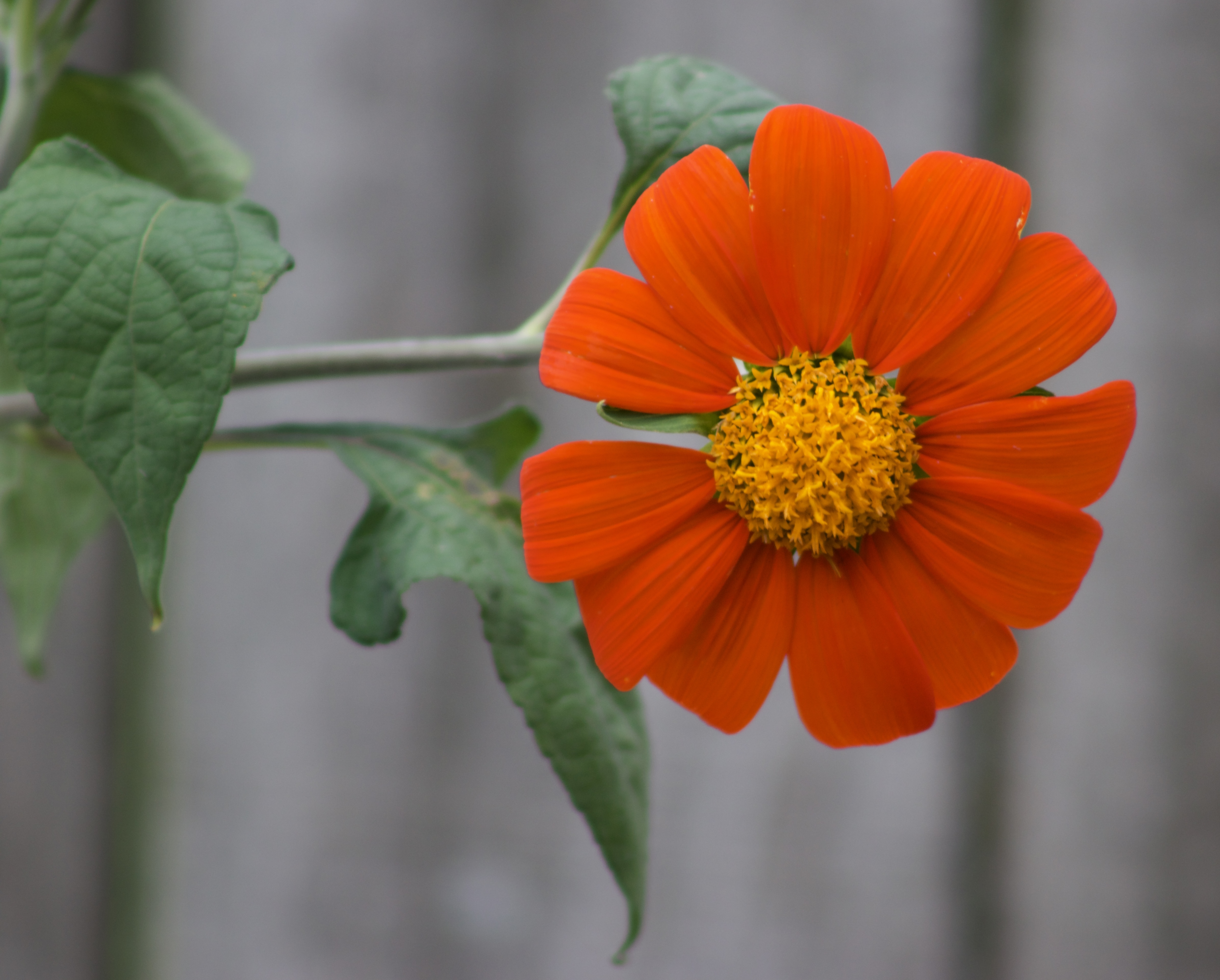 Bright red orange flower with a soft fuzzy stem against weathered wooden fence.