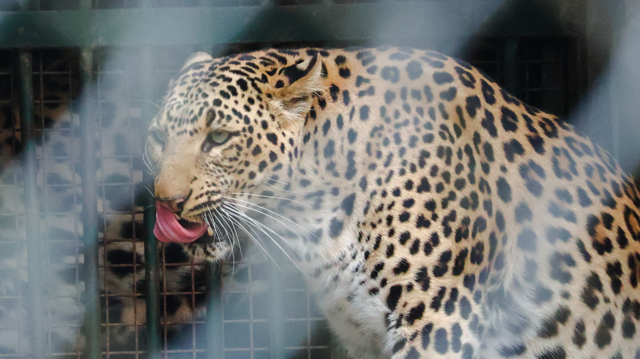 Sajjangarh wild by Saket Kumar