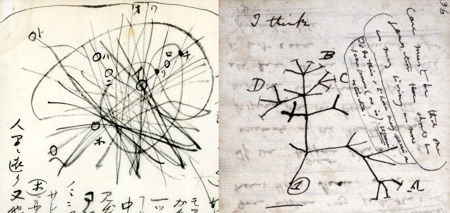 The Tree and the Web: Why Darwin and Kumagusu Drew Different Maps of Life