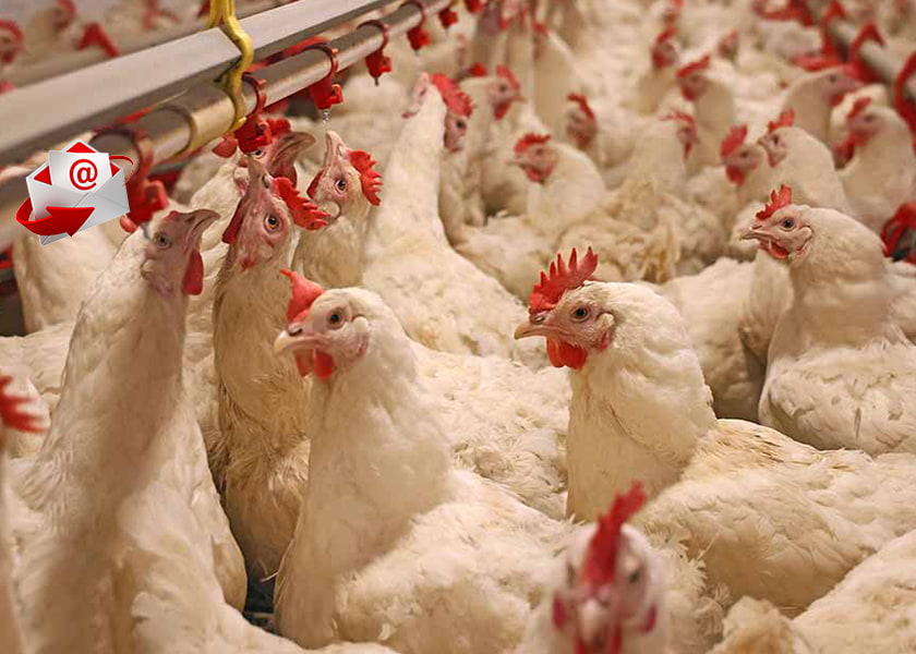 takecontrol.substack.com - Dr. Joseph Mercola - How Industrial Chicken Farming Is Reshaping the Most Common Cause of Food Poisoning