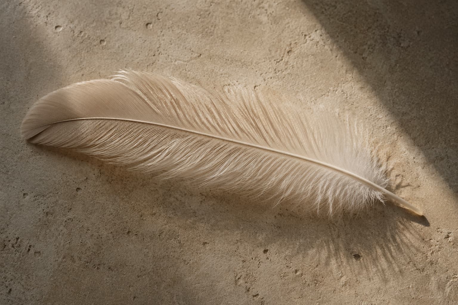 The Weight of a Feather