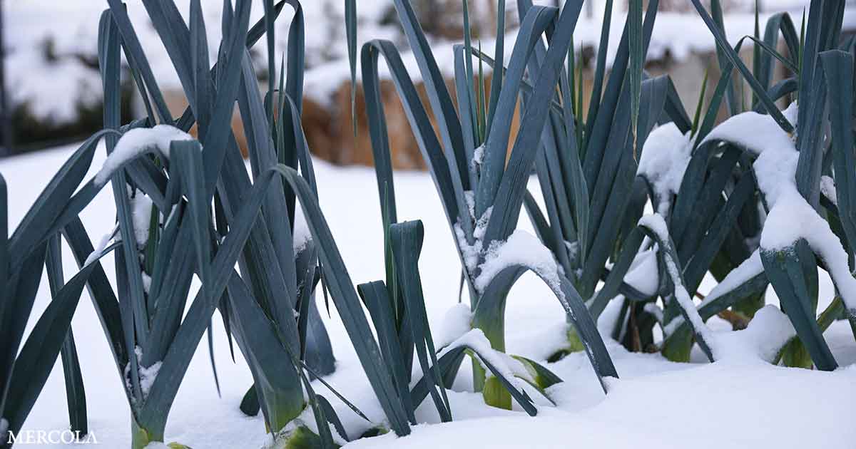 Best Crops for Cold Frames and Hoop Houses in Winter