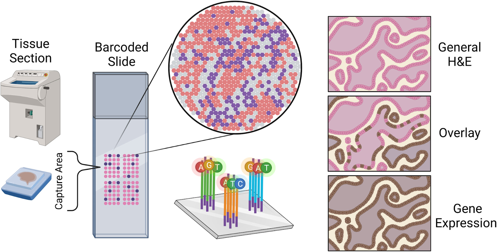 Solid Phase Capture Landscape of Sequencing-based Spatial RNA Technology: Part I