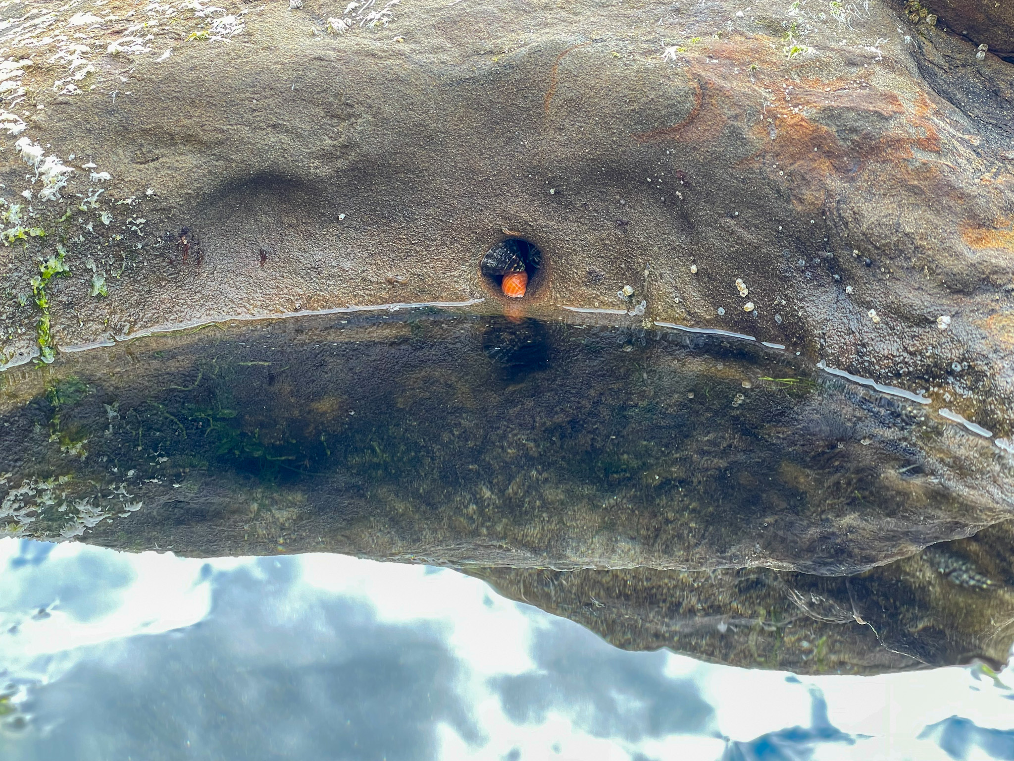 TIDE BLOOM nap, 2021 大理石 Black Marble Oranda End Table, Black Marble by Four Hands – High Fashion Home