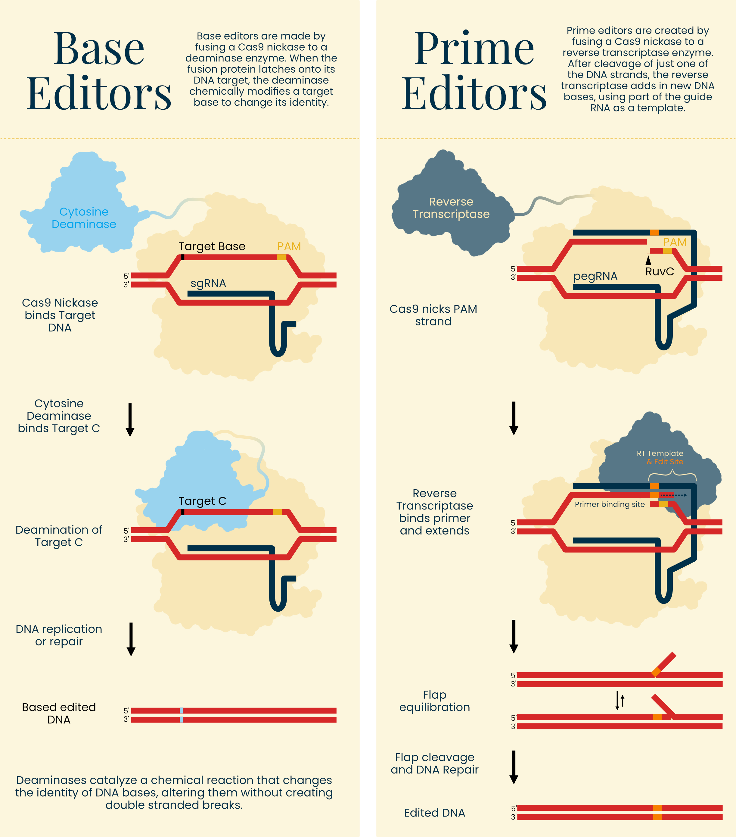 A Visual Guide to Genome Editors - by Evan DeTurk
