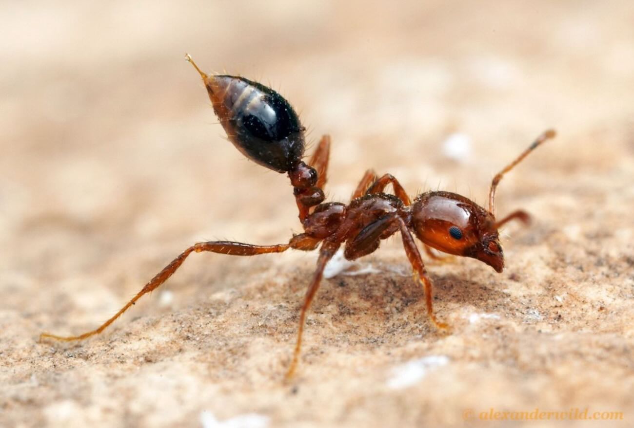 Urbanização descontrolada abre caminho para expansão silenciosa de formigas-de-fogo no Brasil