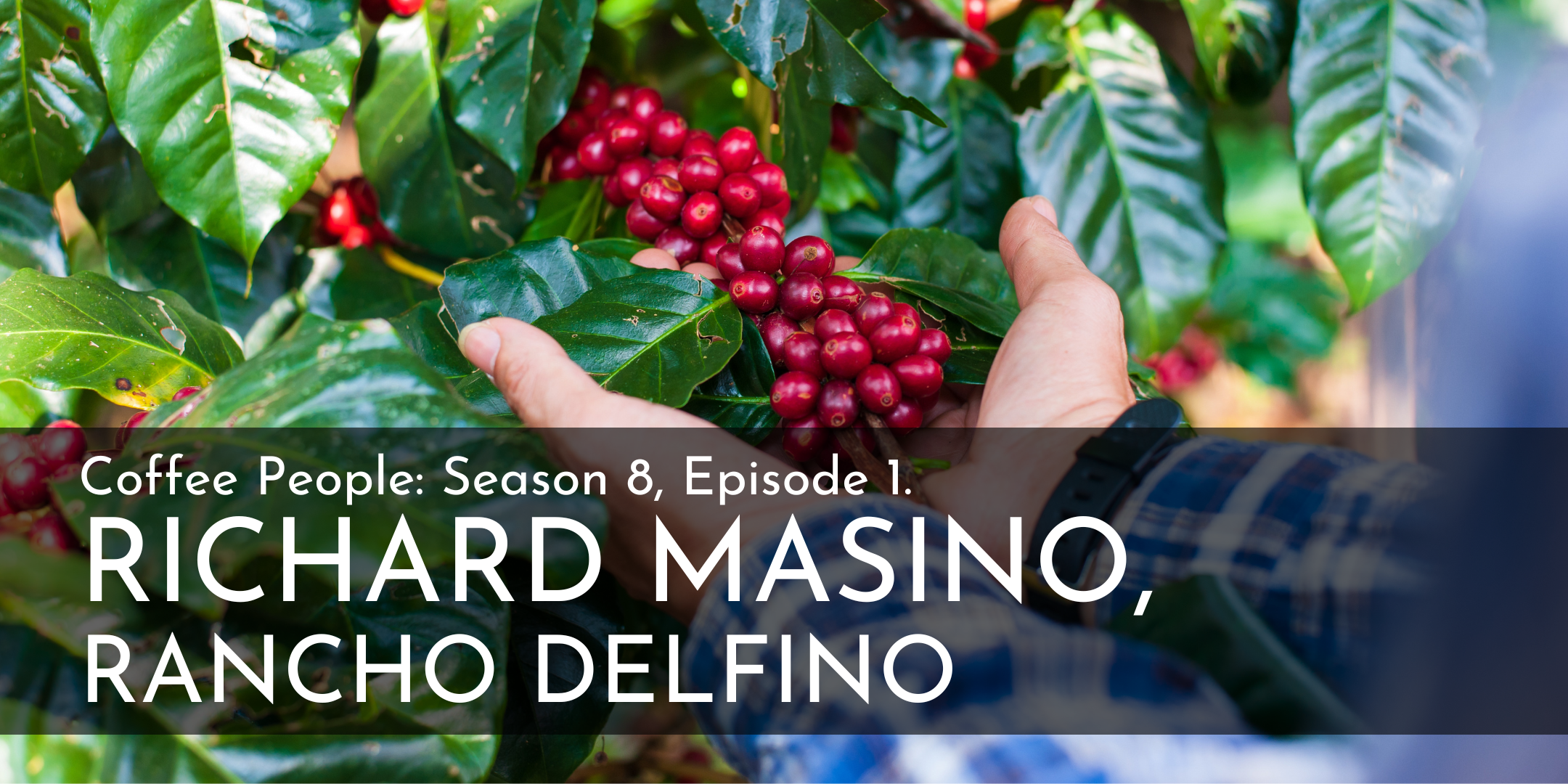Coffee People: Richard Masino, Rancho Delfino