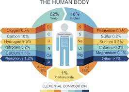 Chemical Composition of the Human Body Chemical Composition of the Human Body