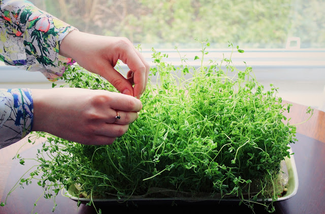 Hands tending green sabzeh sprouts in a shallow tray