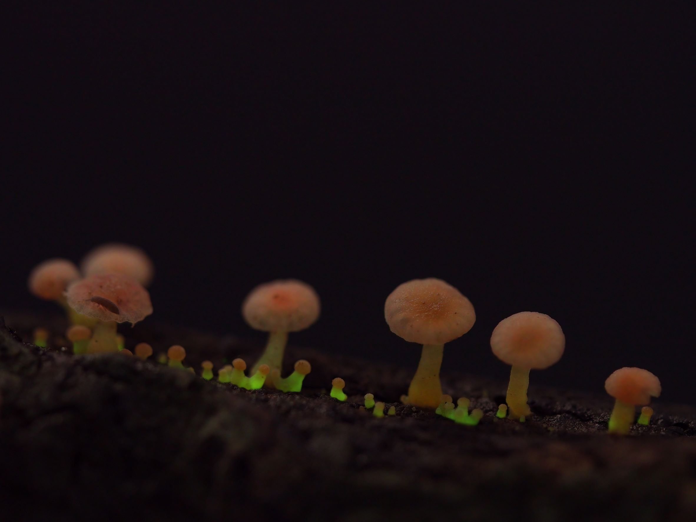 How to Capture Bioluminescent Mushroom Photos: A Comprehensive Guide