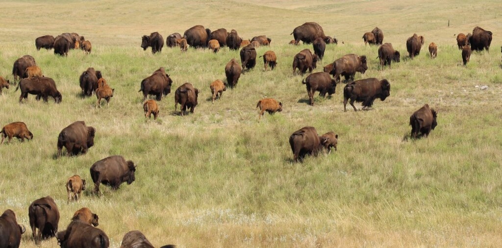 Bison Ranchers Return Thousands of Animals to Native Lands and Witness Total Rejuvenation of Ecosystem