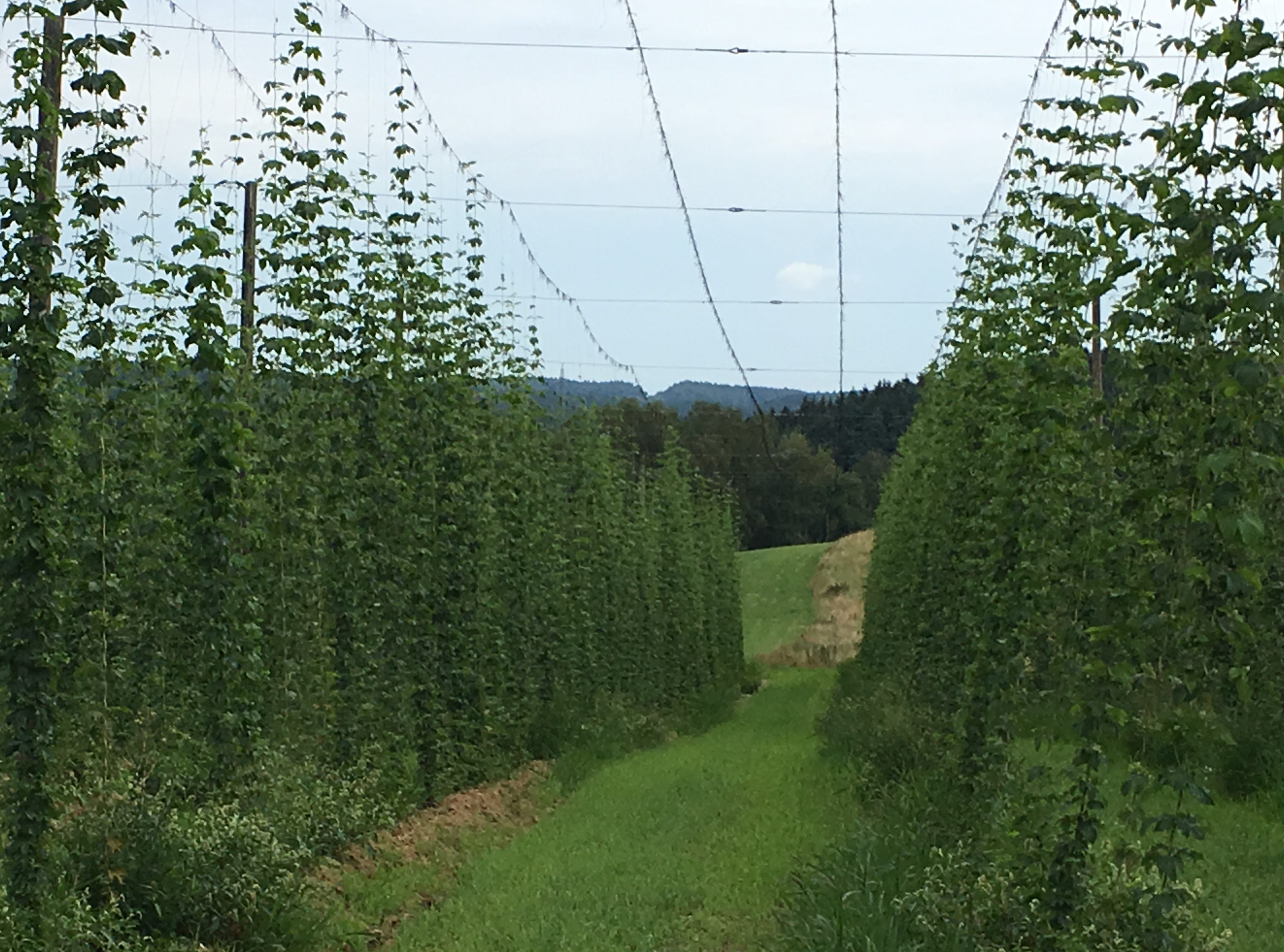 Hop Price Manipulation 101 - by Douglas MacKinnon