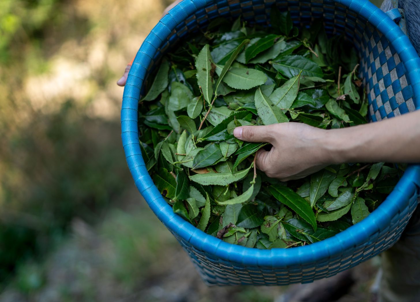 A Japanese Fermented Tea - by Kana Chan