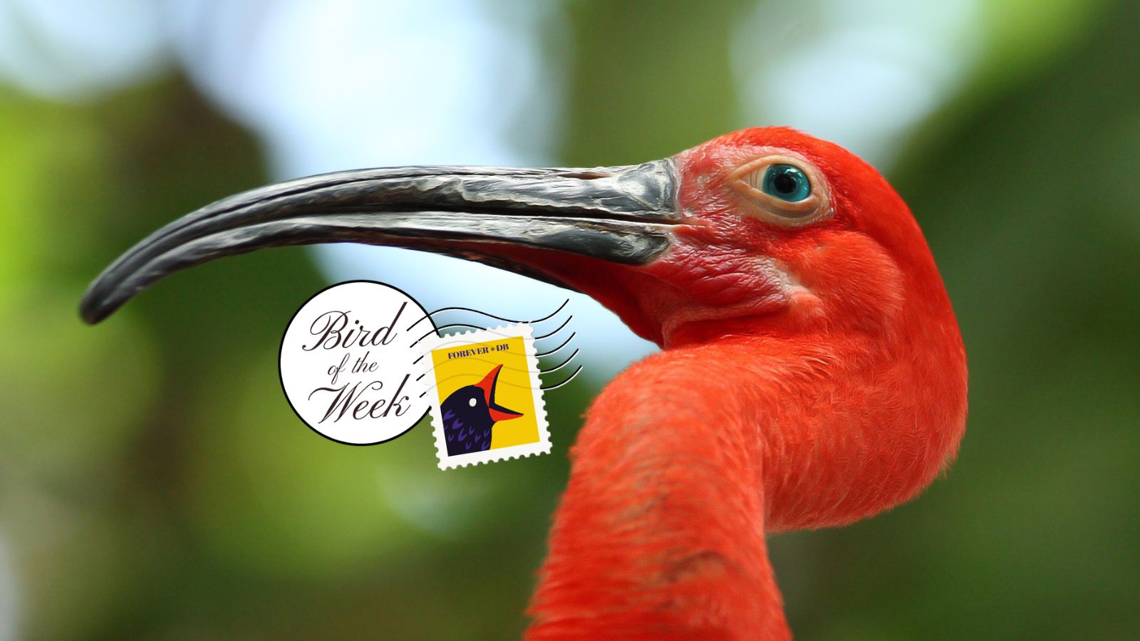 Bird of the Week: Scarlet Ibis