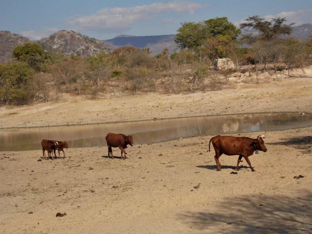 Cattle near a dried-out water body Cattle near a dried-out water body