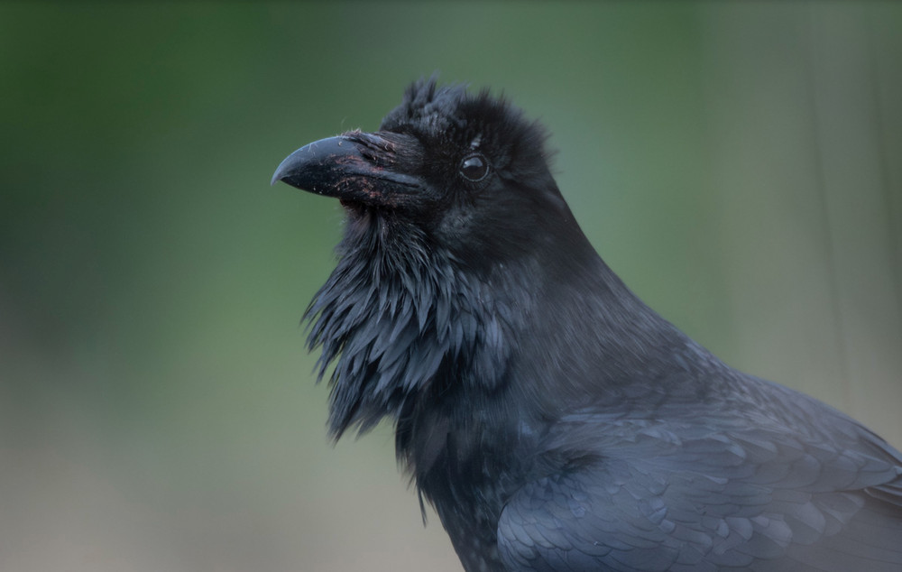 Birding University (@birdinguniversity): 