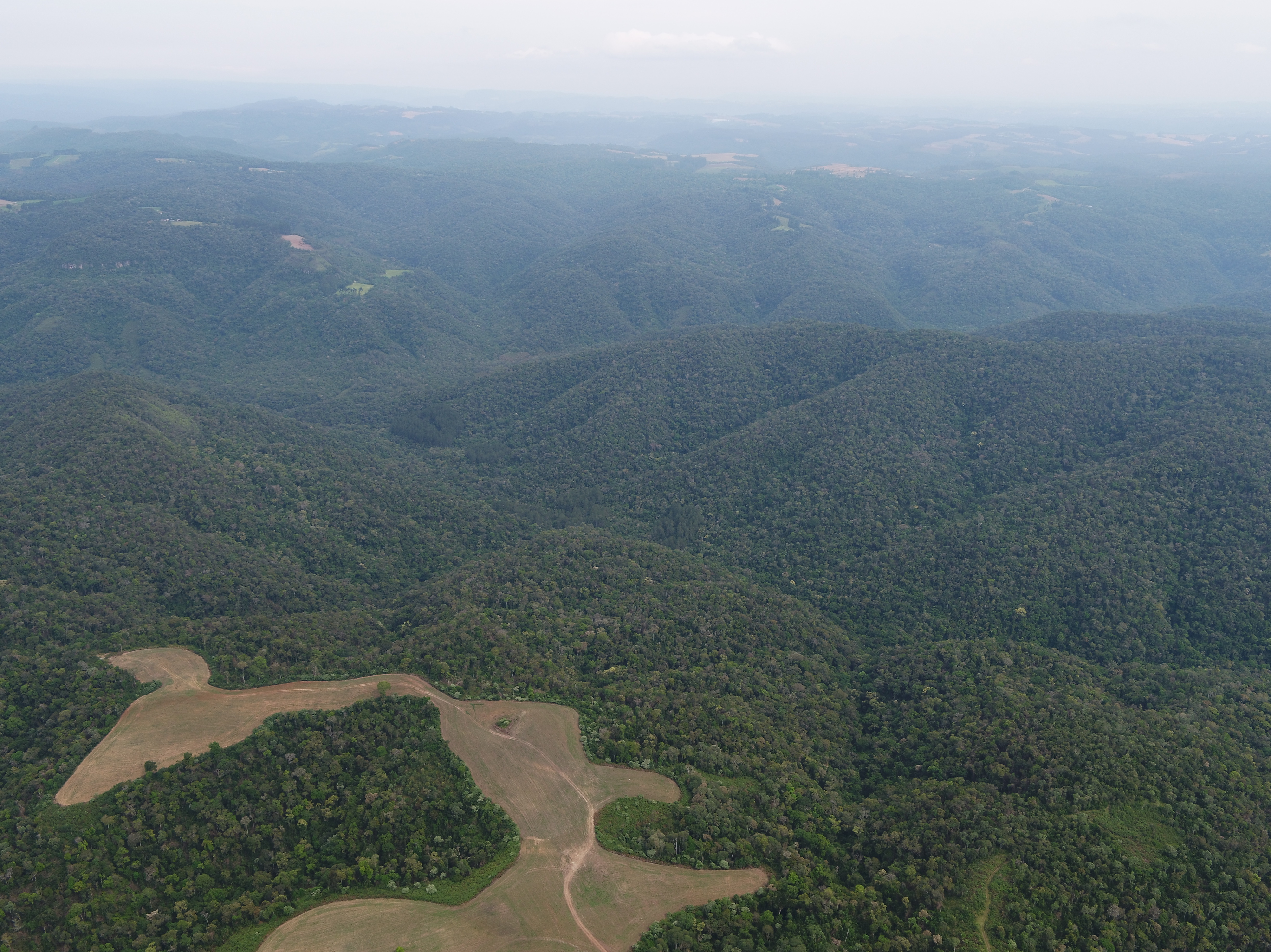 Organização criminosa rouba madeira de reserva ambiental