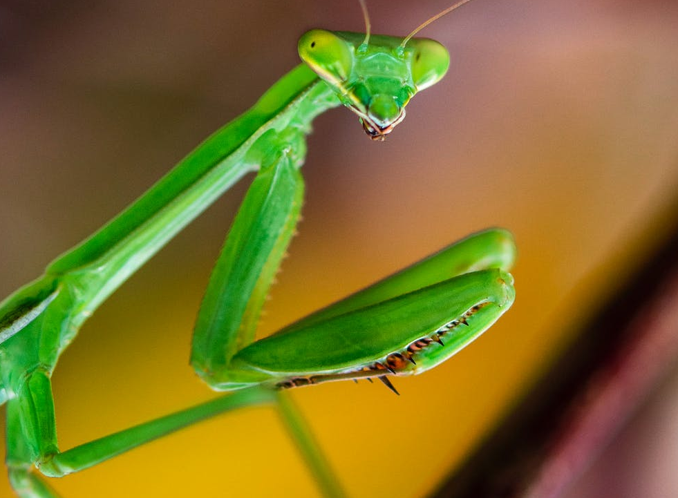 Mantic Monday 5/22/23 ACX Reader