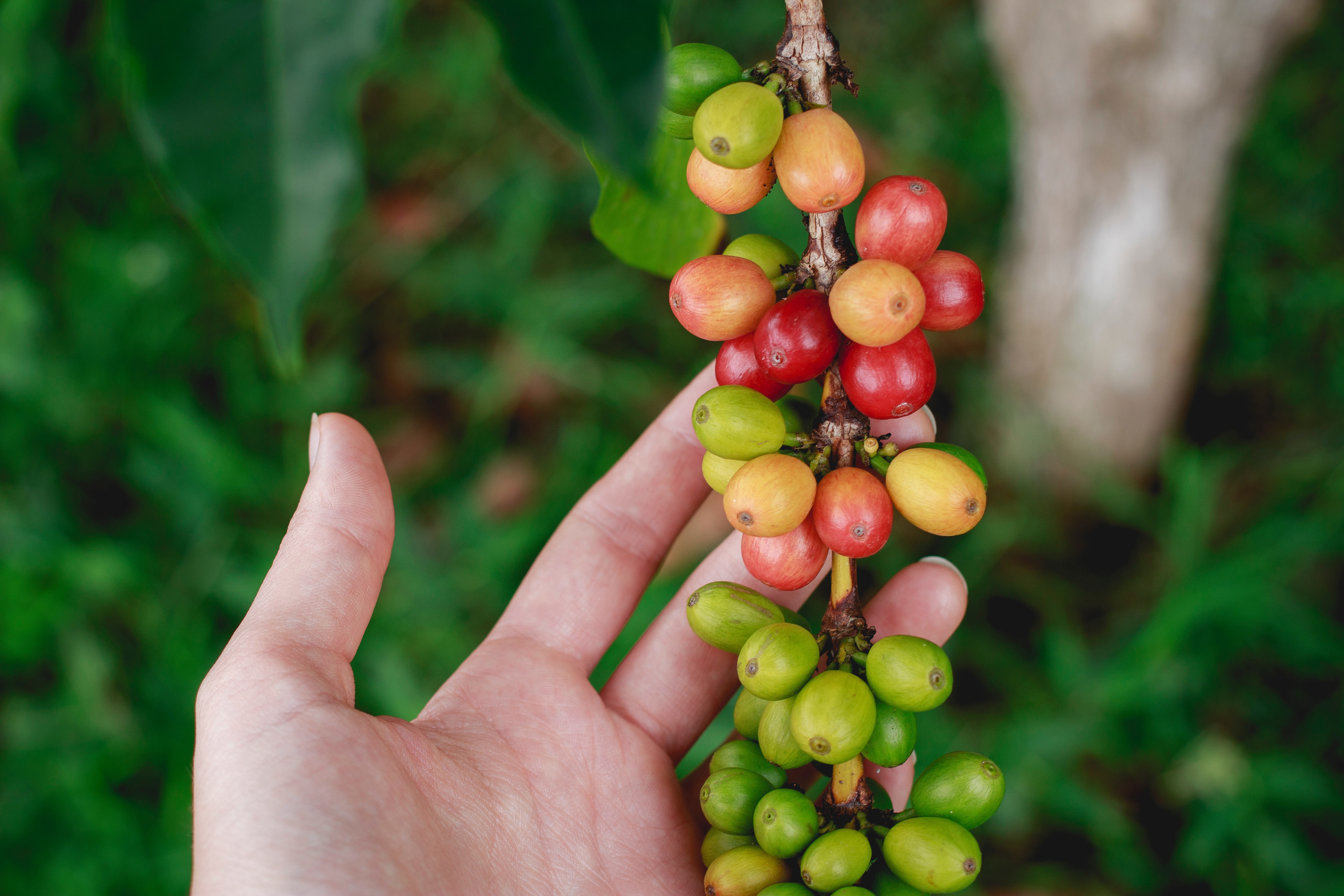Coffee Smarter: Week 5