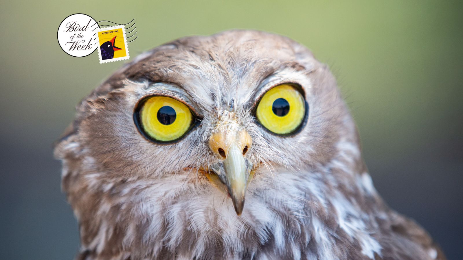 Bird of the Week: Barking Owl
