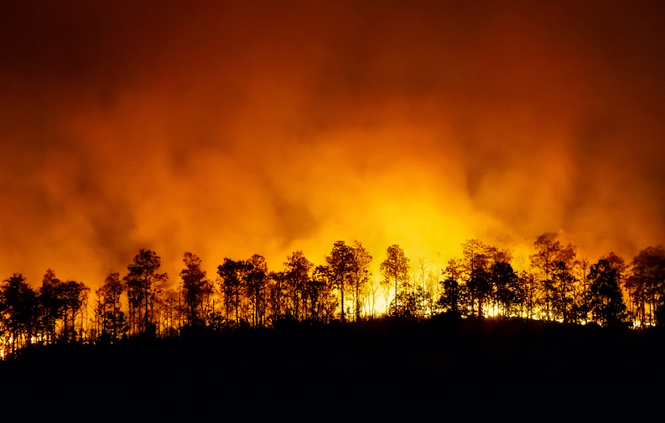 Os desafios da alíquota zero da carne após as queimadas