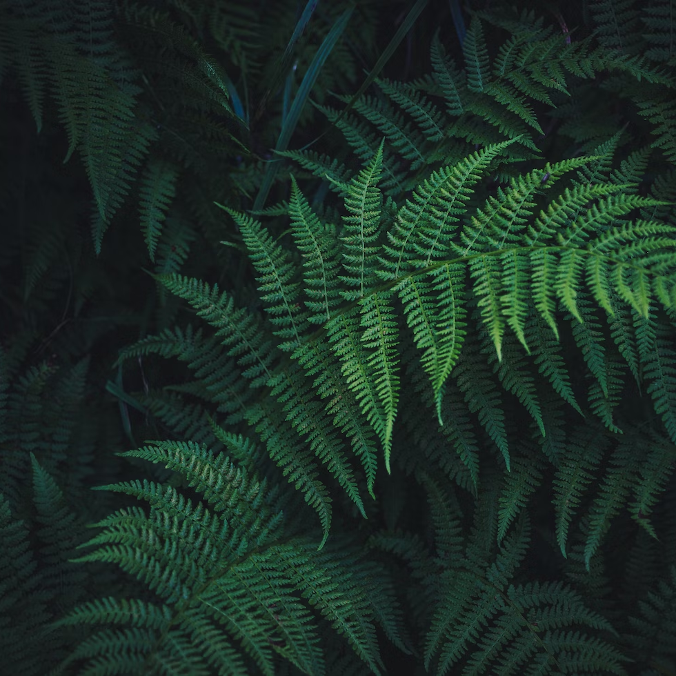 Substack profile picture for @coffins