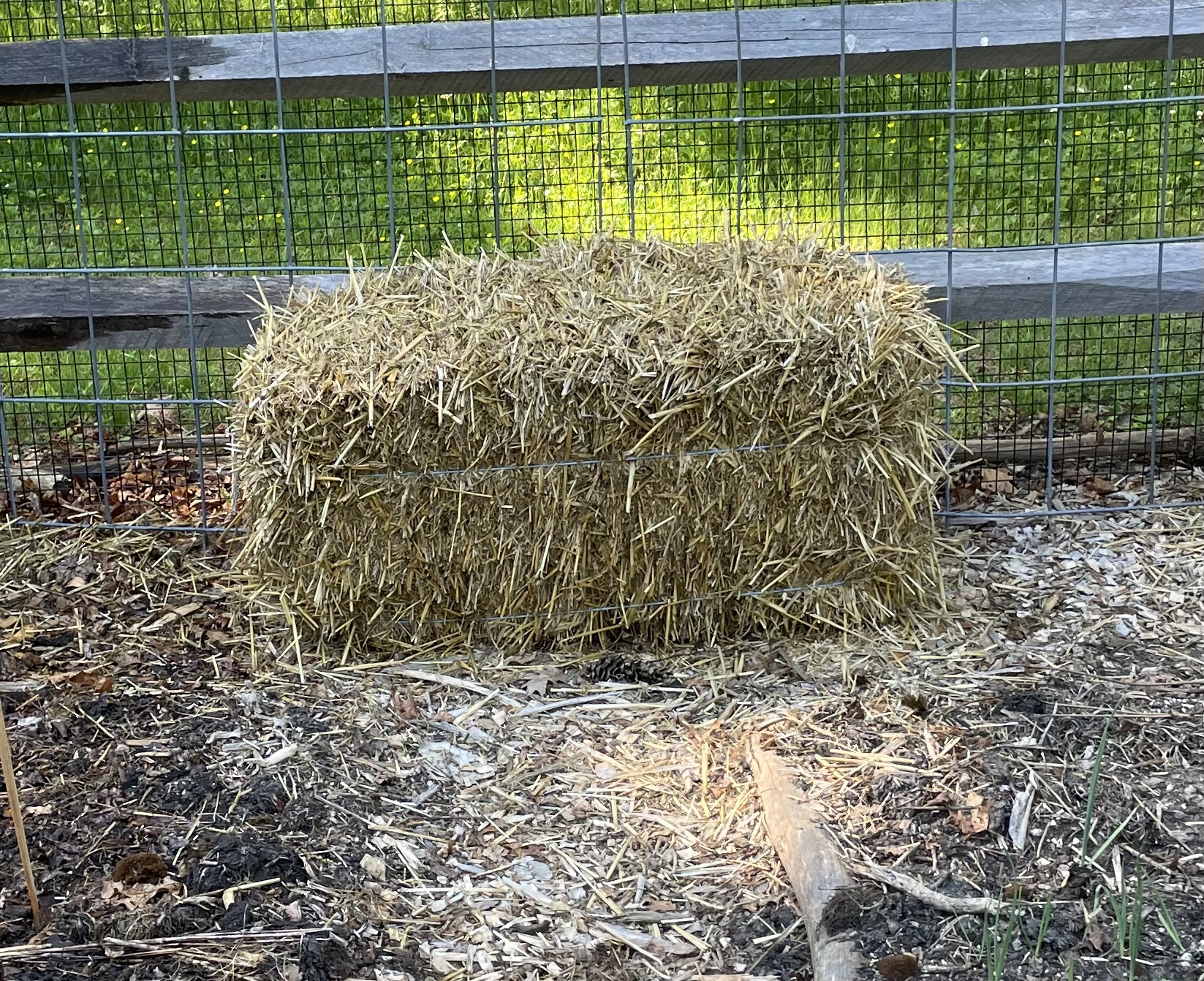 How to grow tomatoes (and veggies) in straw bales, image size:1647x1342