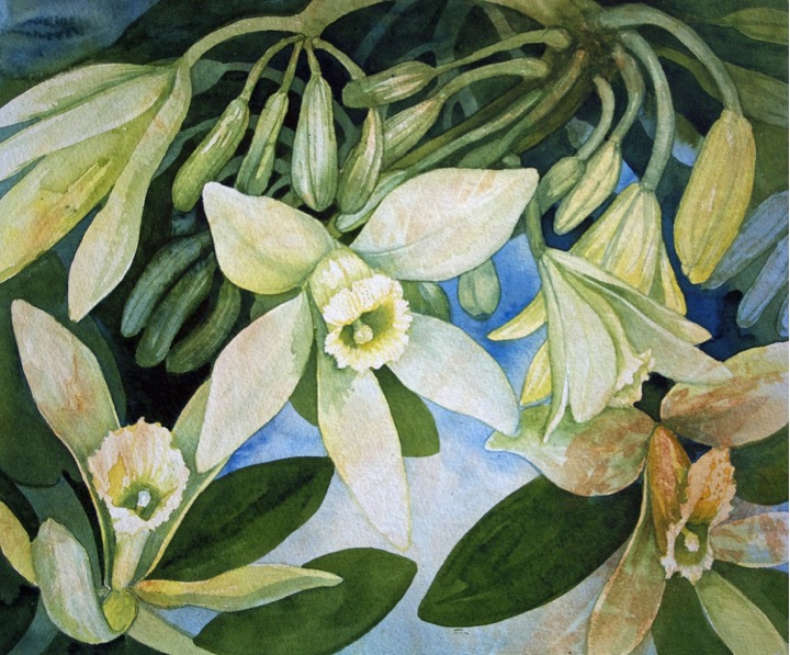 Sam Knowlton (@samknowlton): "Vanilla was once considered a gift from ...