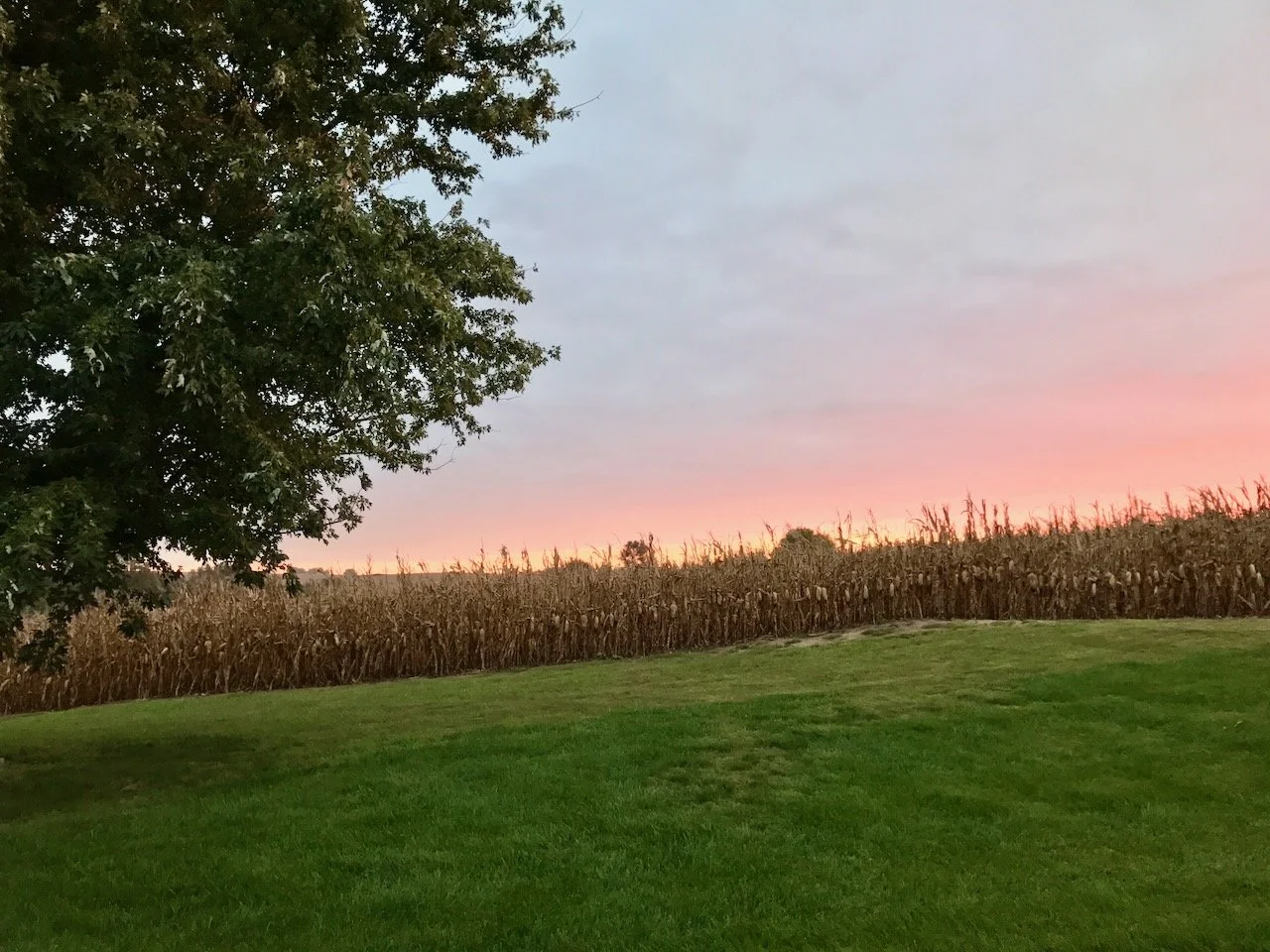 Picture of a farm, location: Nebraska, tree, grass and cornfield