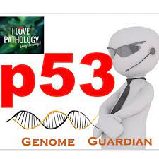 p53 Gene: The Guardian of the Genome - Pathology Made Simple