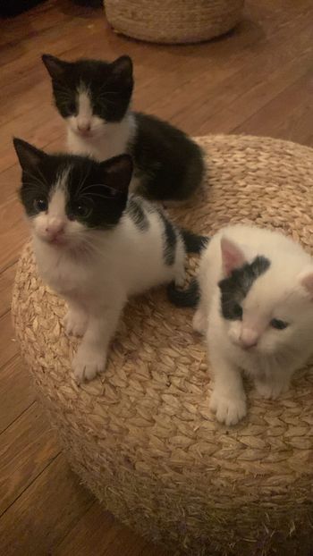 the grocery bag game