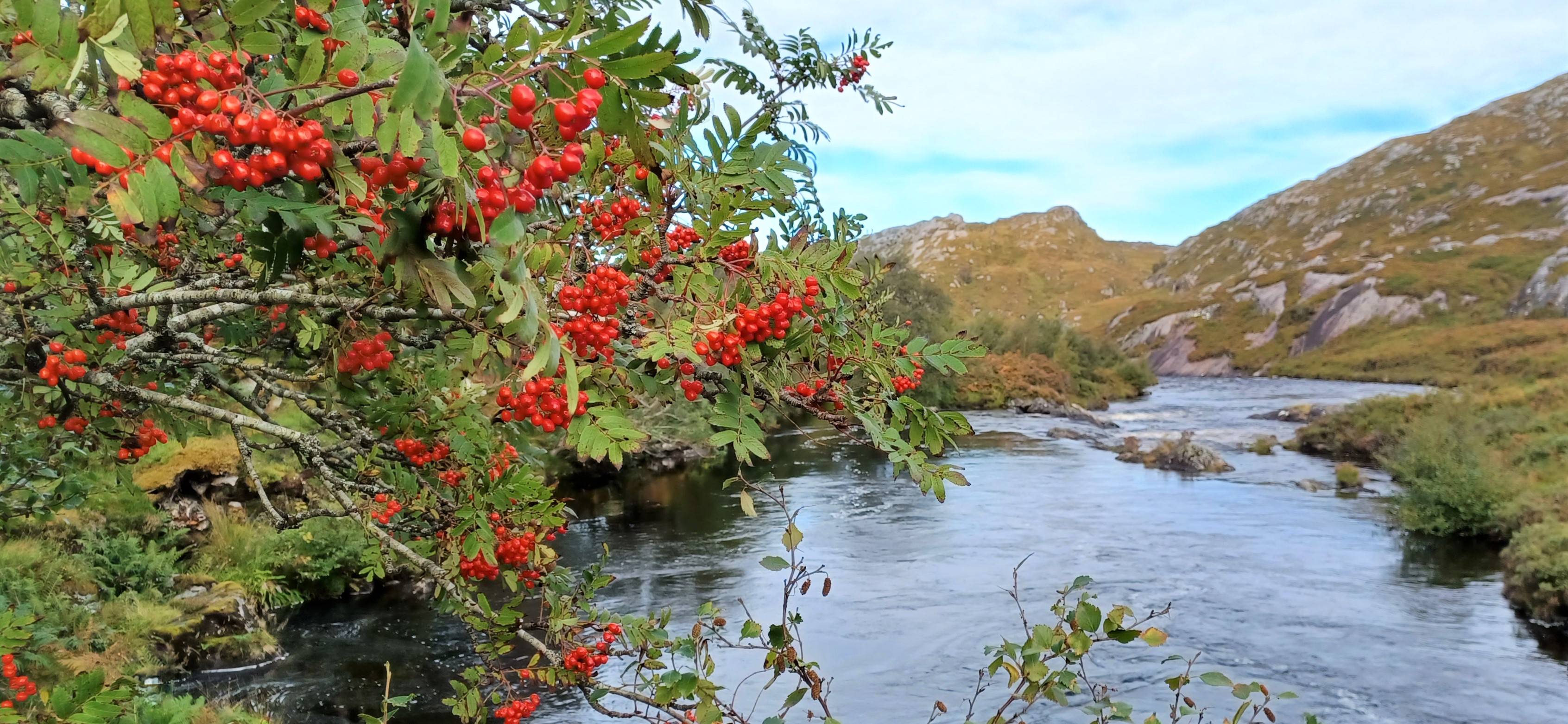 The Magic and Medicine of the Rowan Tree