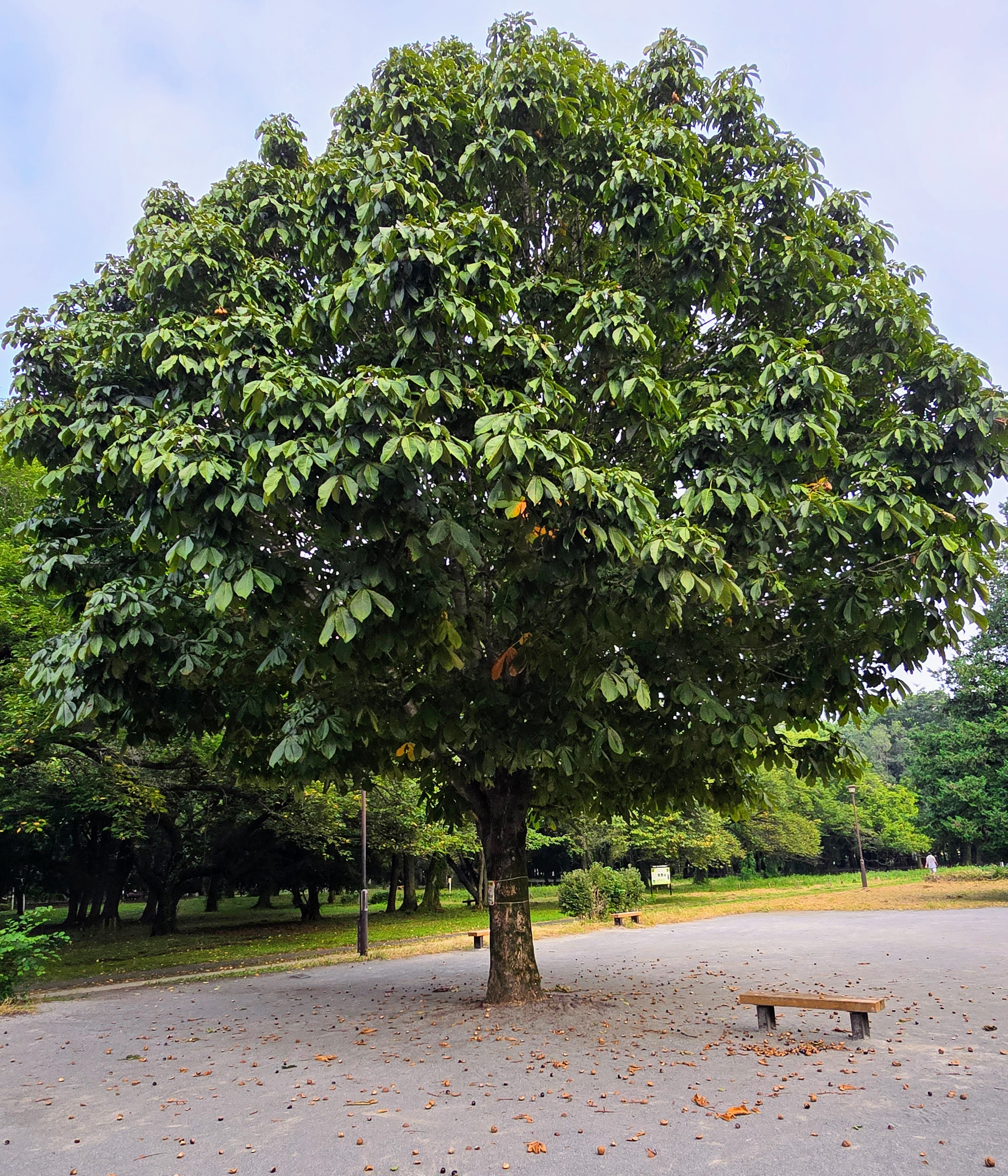 The conker tree horse chestnut - by Jeffrey Streeter