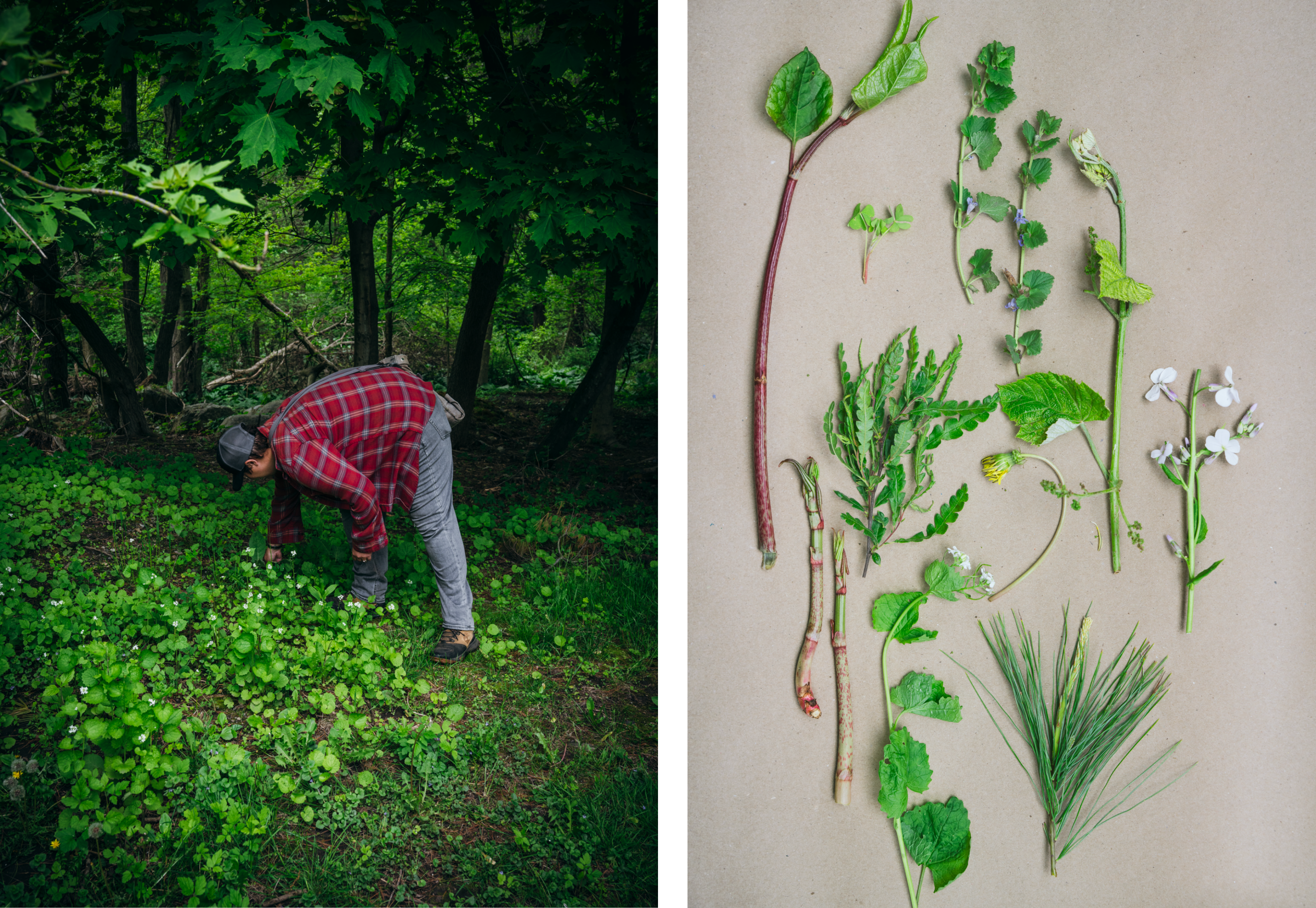 Wild Plants of Massachusetts, Foraging in Spring