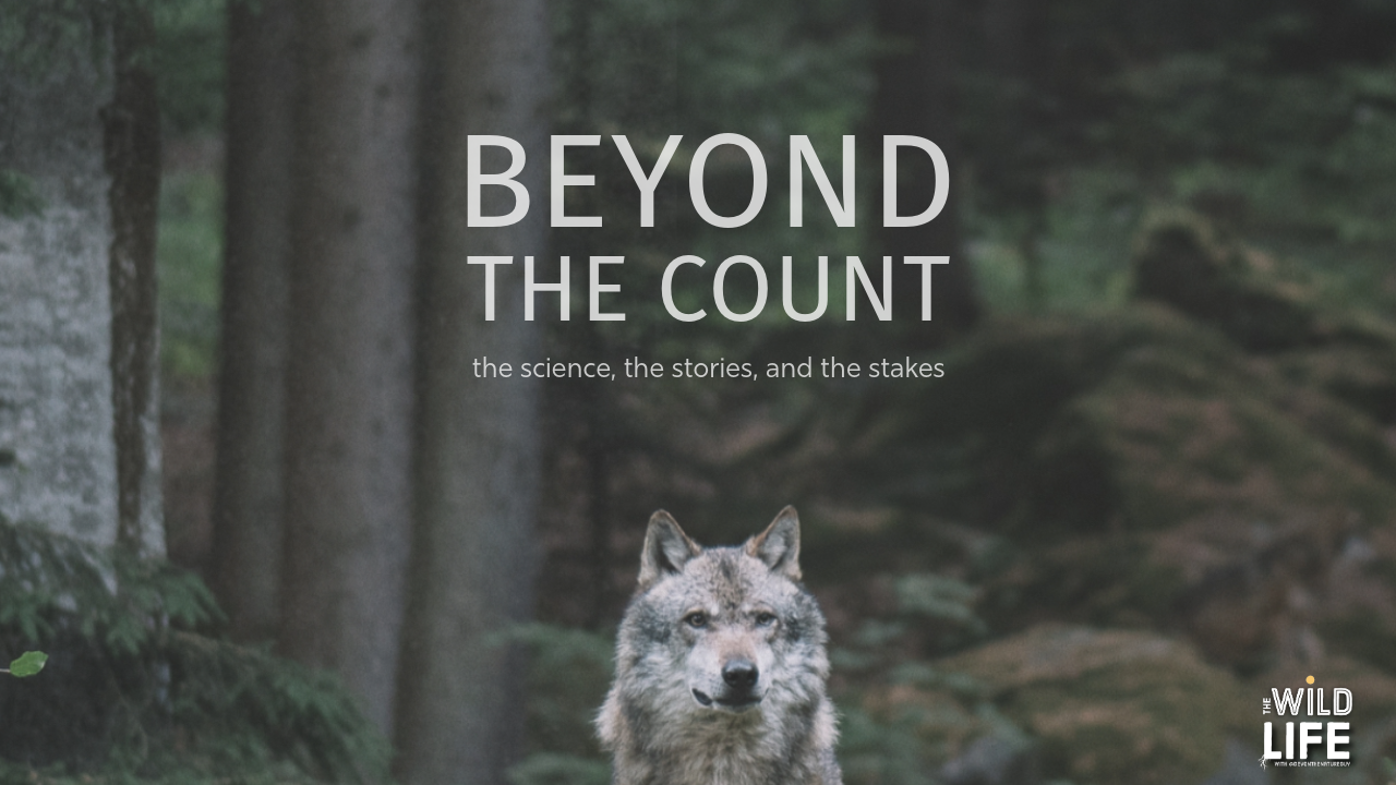 The MN Wolf Count: What the Numbers Do (and Don't) Tell Us