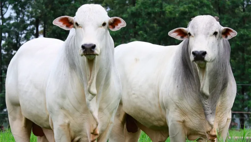 Pecuaristas de Rondônia avançam na exportação de 150 mil bois vivos para o mercado internacional